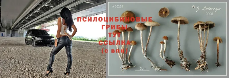 Псилоцибиновые грибы Magic Shrooms  Навашино 